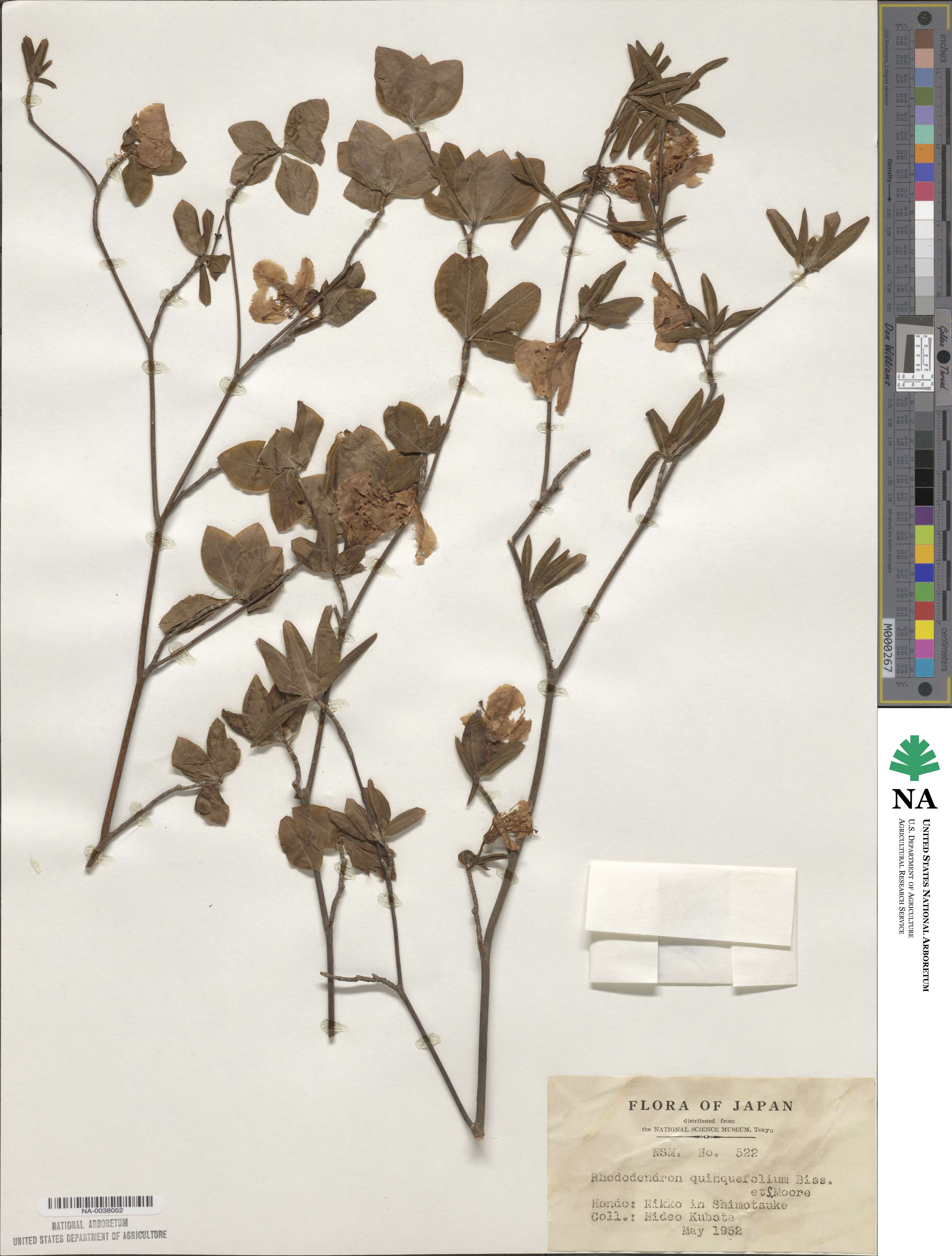 Rhododendron quinquefolium image