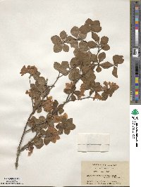 Rhododendron quinquefolium image