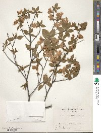 Rhododendron quinquefolium image