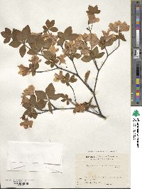 Rhododendron quinquefolium image