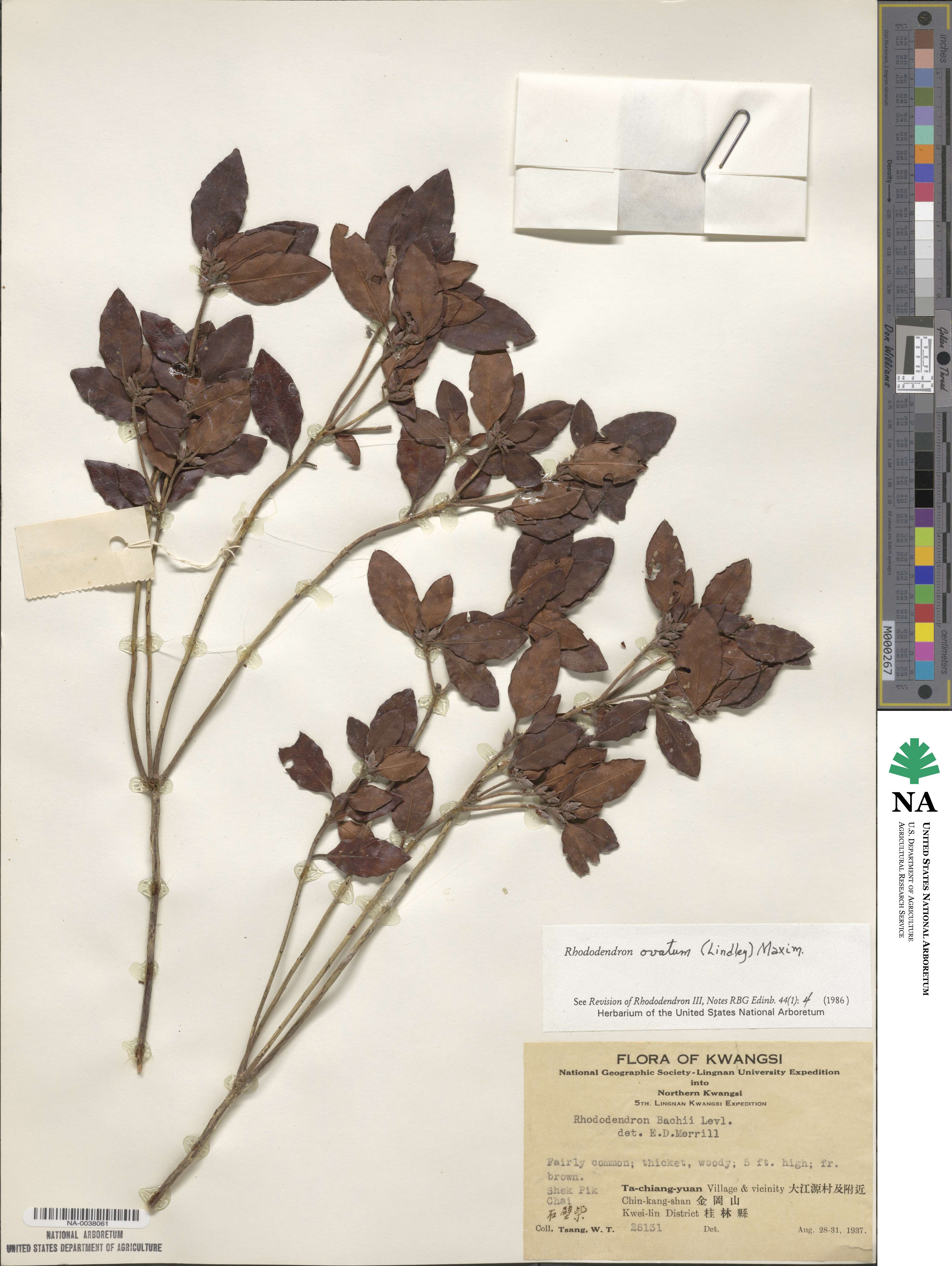Rhododendron ovatum image