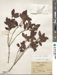 Rhododendron ovatum image