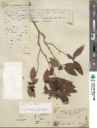 Rhododendron ovatum image