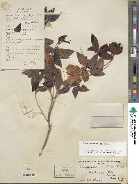 Rhododendron ovatum image