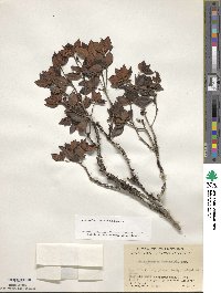 Rhododendron ovatum image