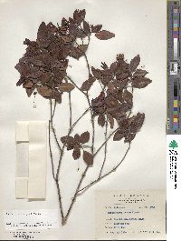 Rhododendron ovatum image