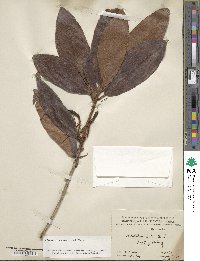 Rhododendron ovatum image