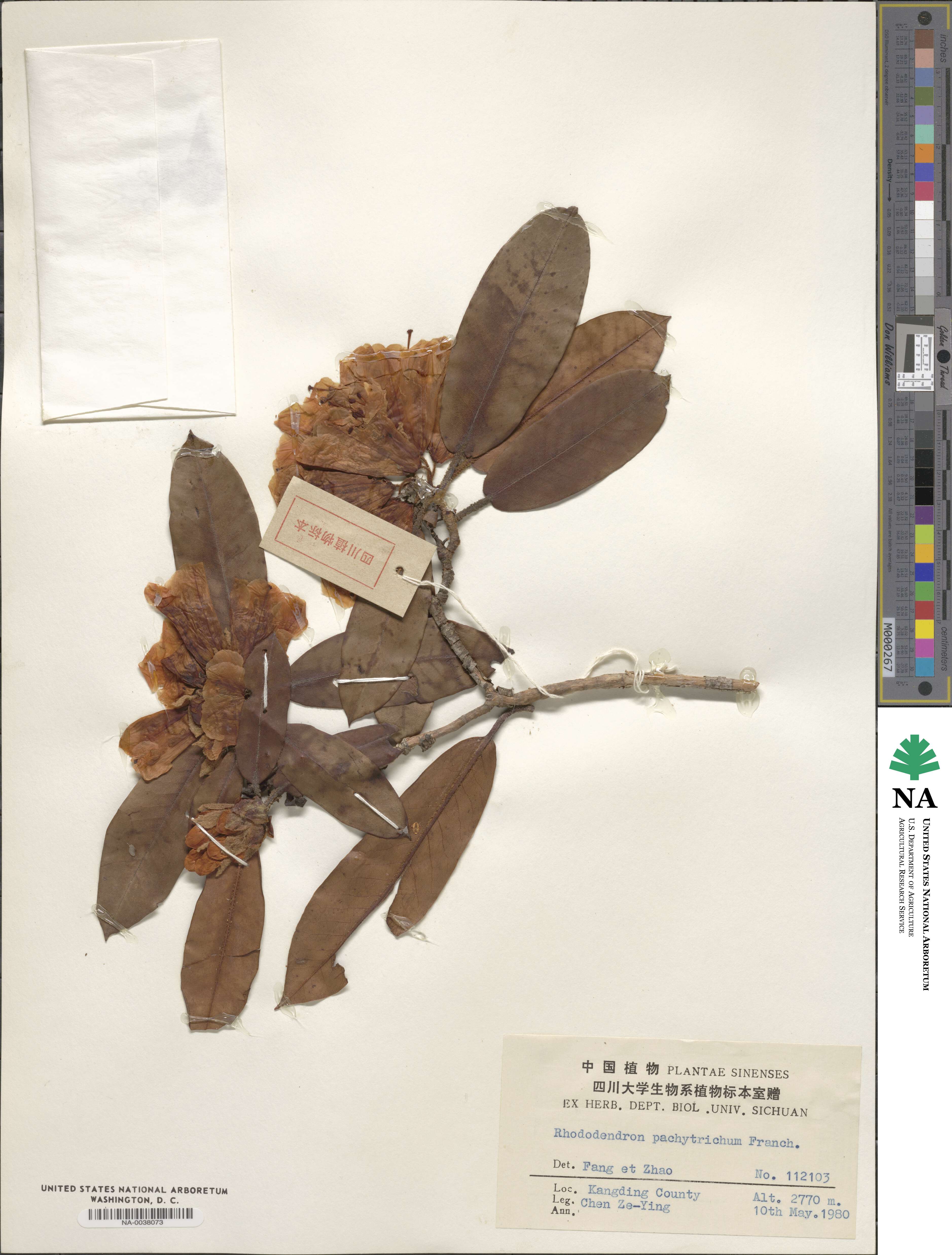 Rhododendron pachytrichum image