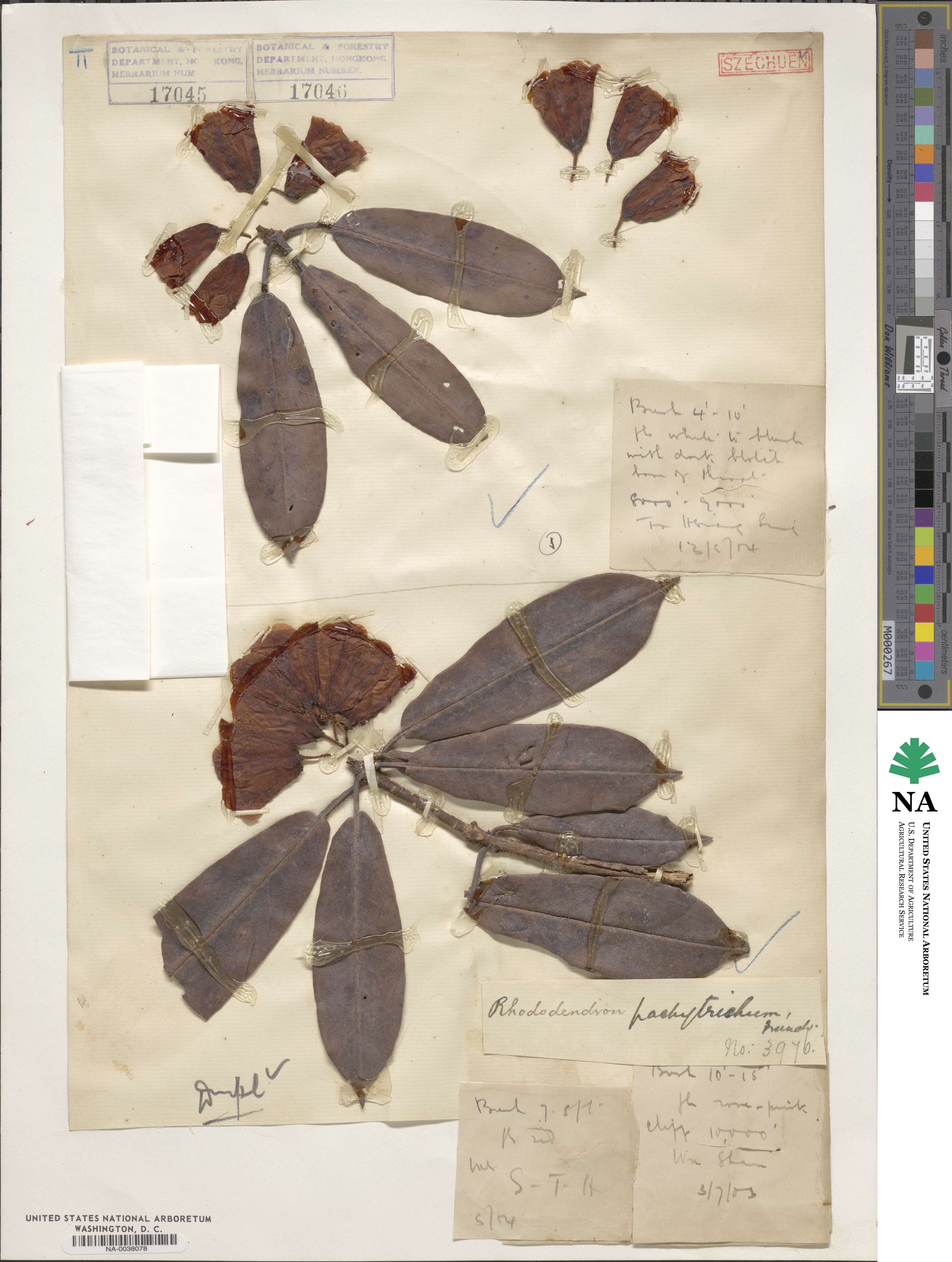 Rhododendron pachytrichum image