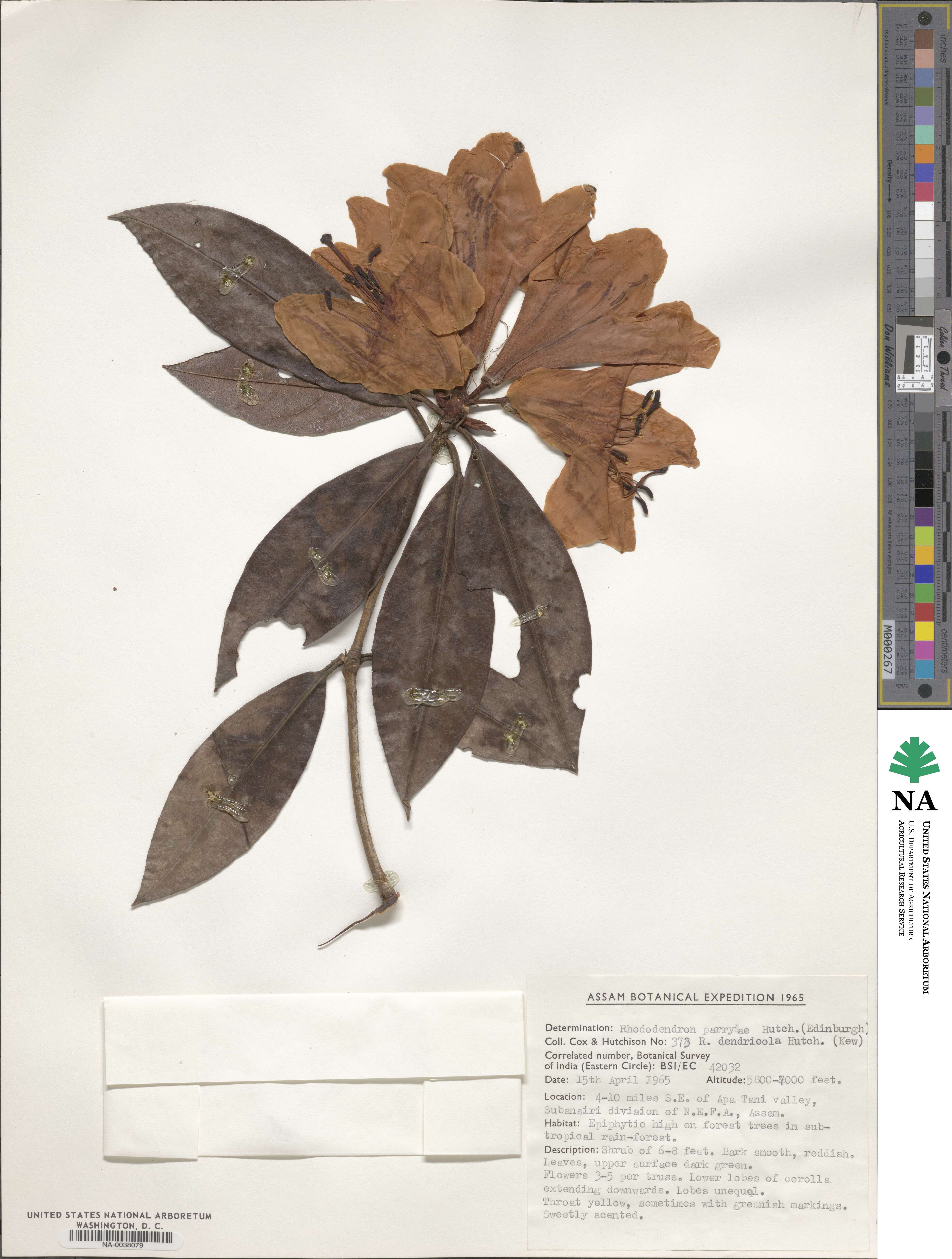 Rhododendron parryae image