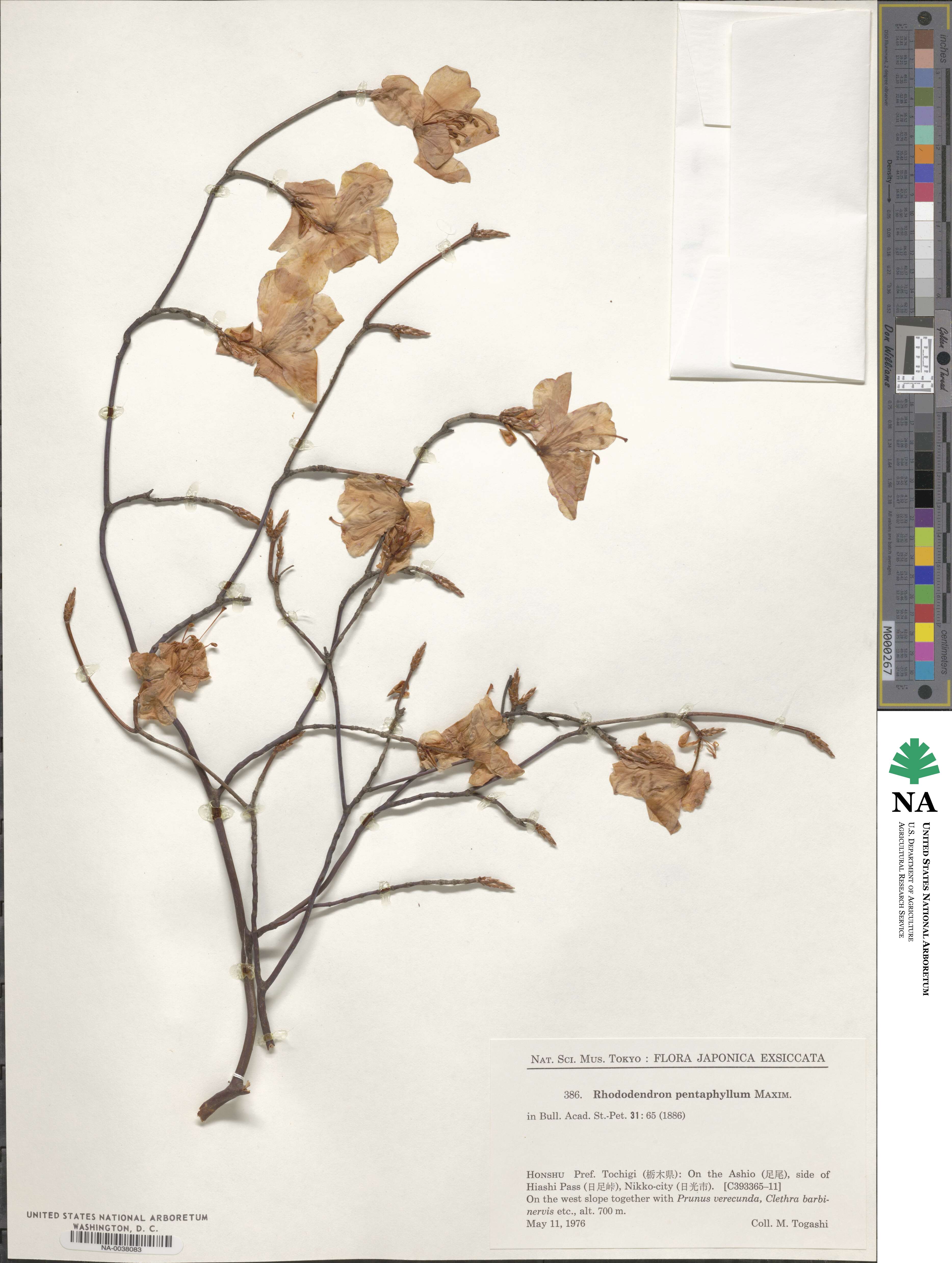 Rhododendron pentaphyllum image