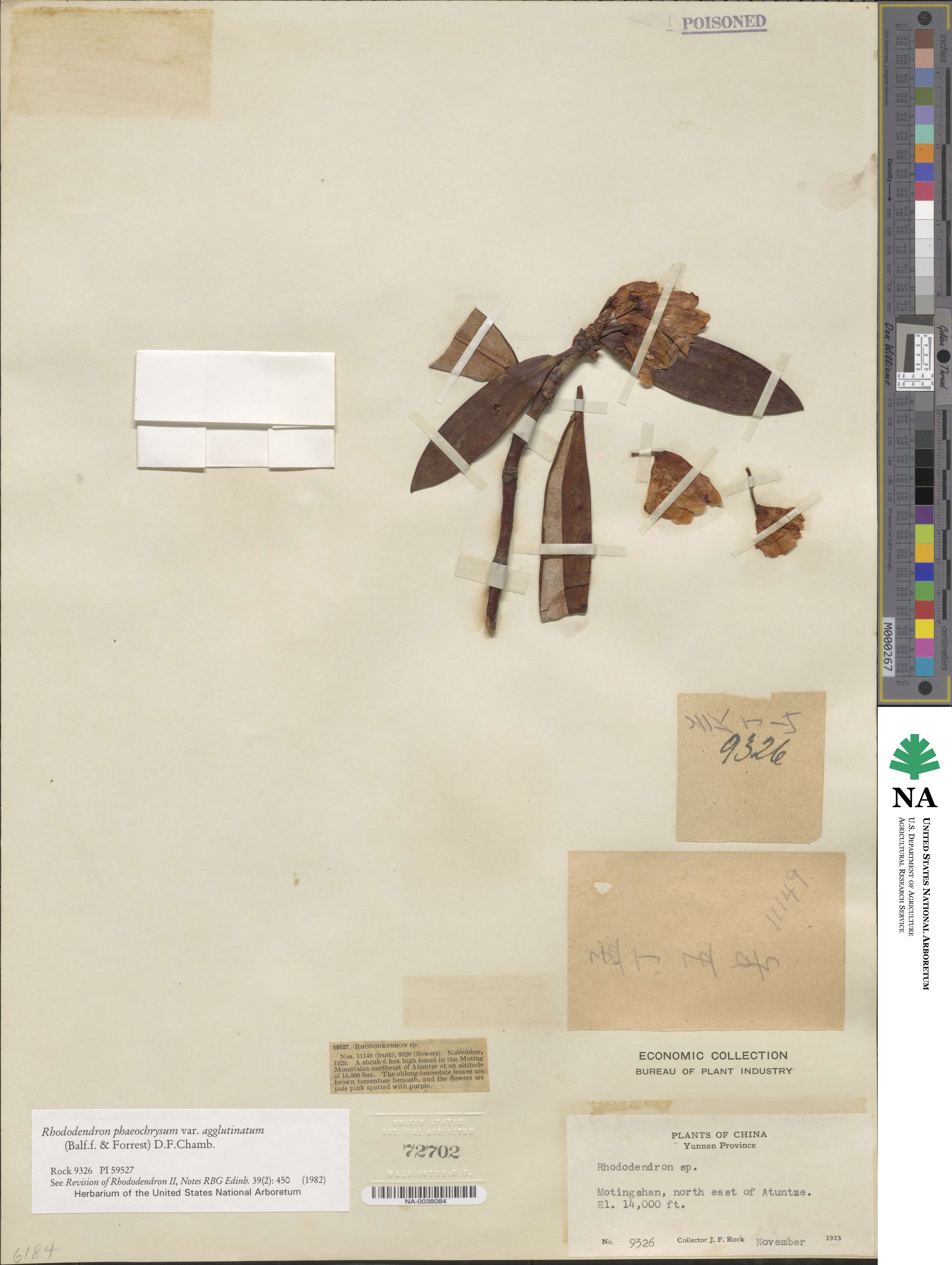 Rhododendron phaeochrysum var. agglutinatum image