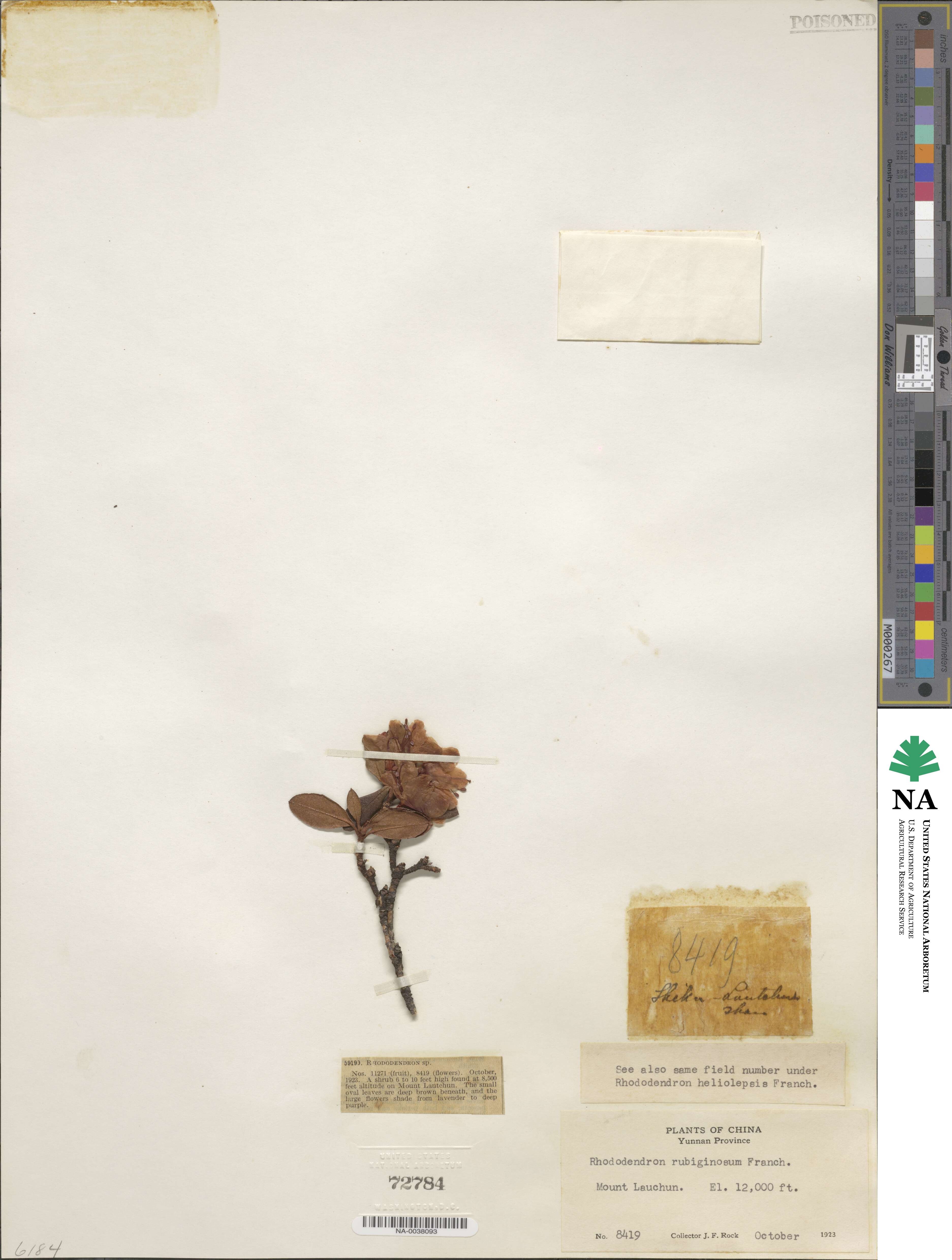 Rhododendron rubiginosum image