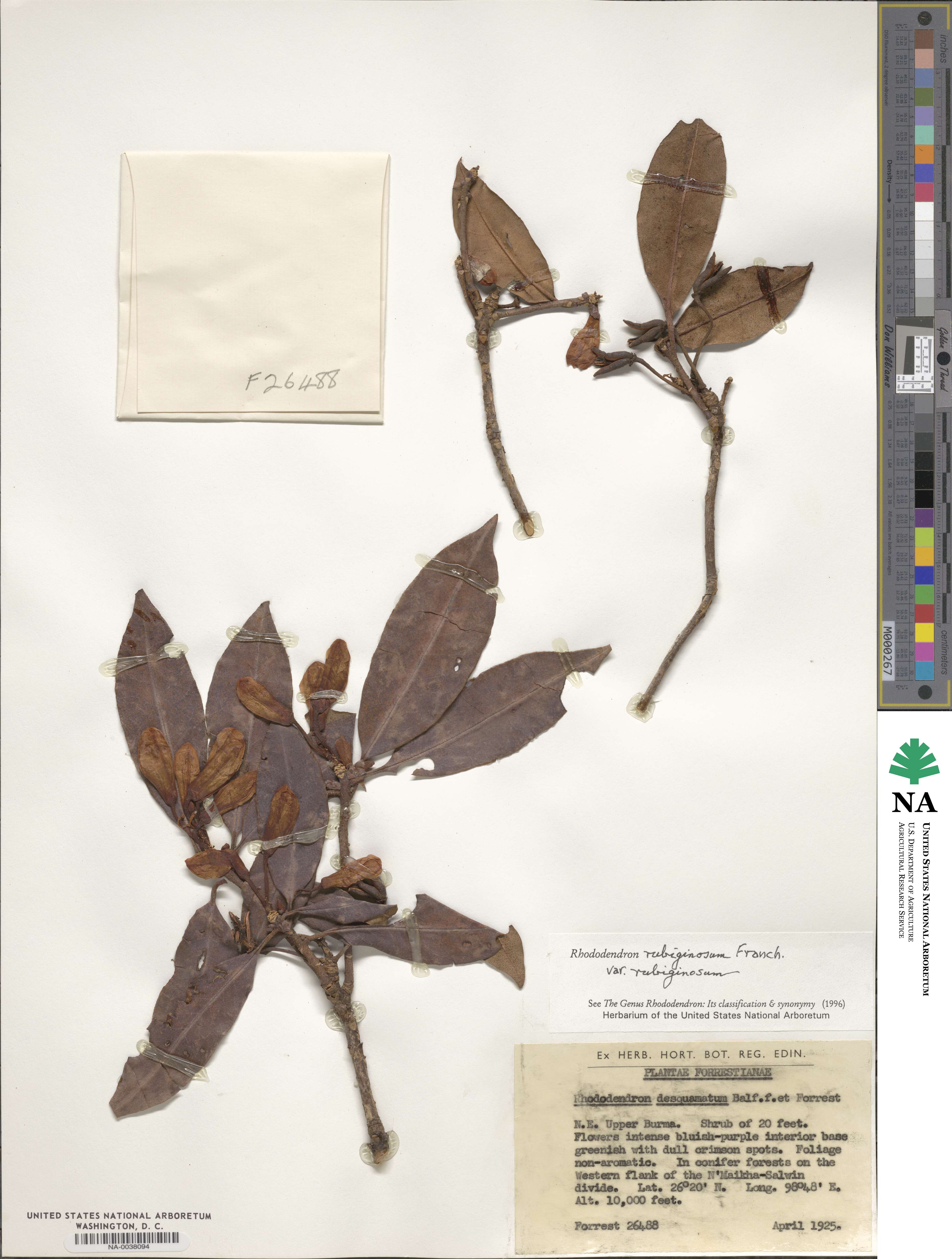 Rhododendron rubiginosum var. rubiginosum image