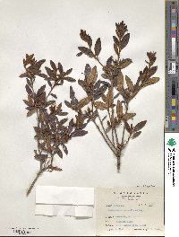 Rhododendron rubropilosum image