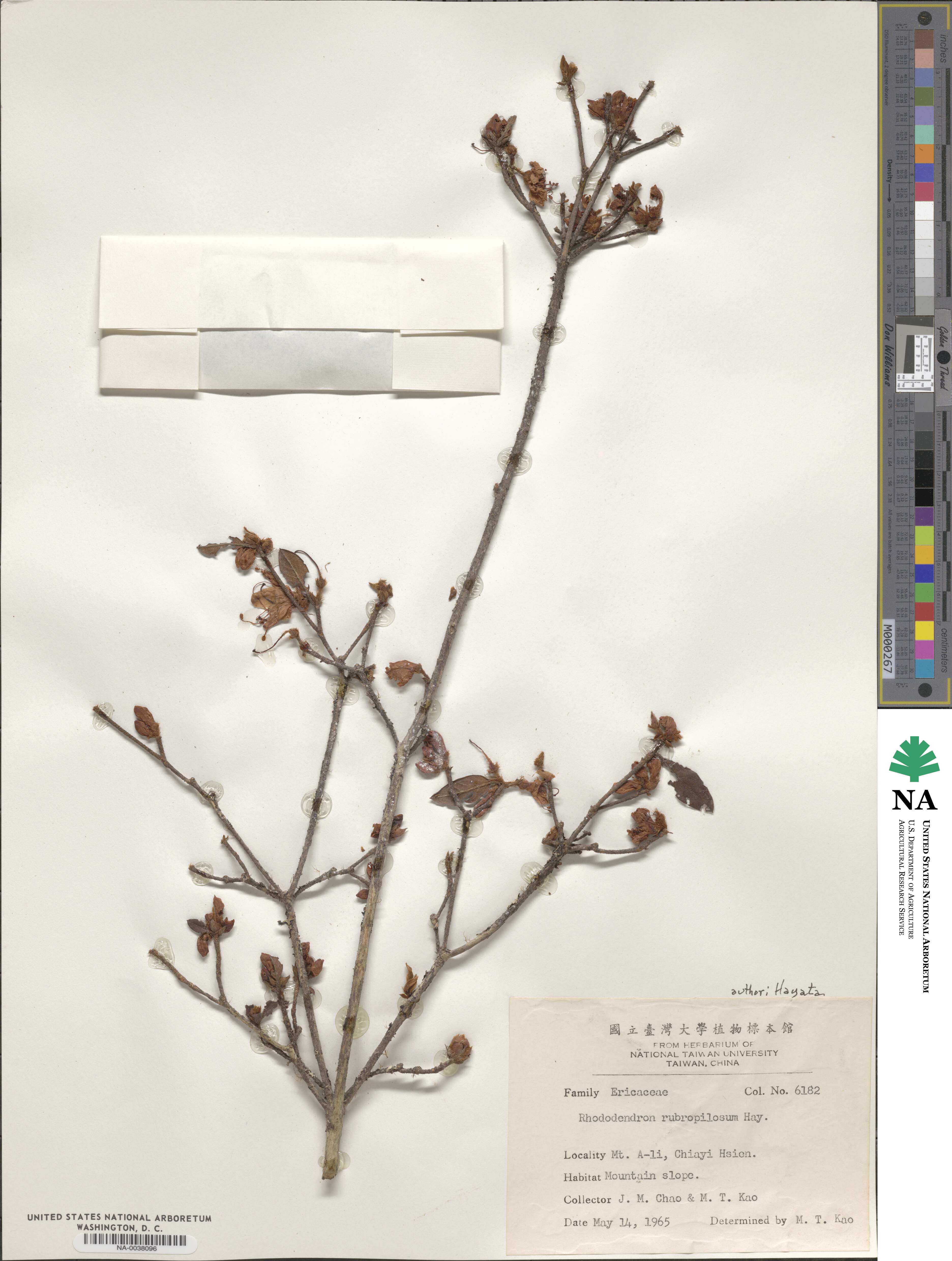 Rhododendron rubropilosum image