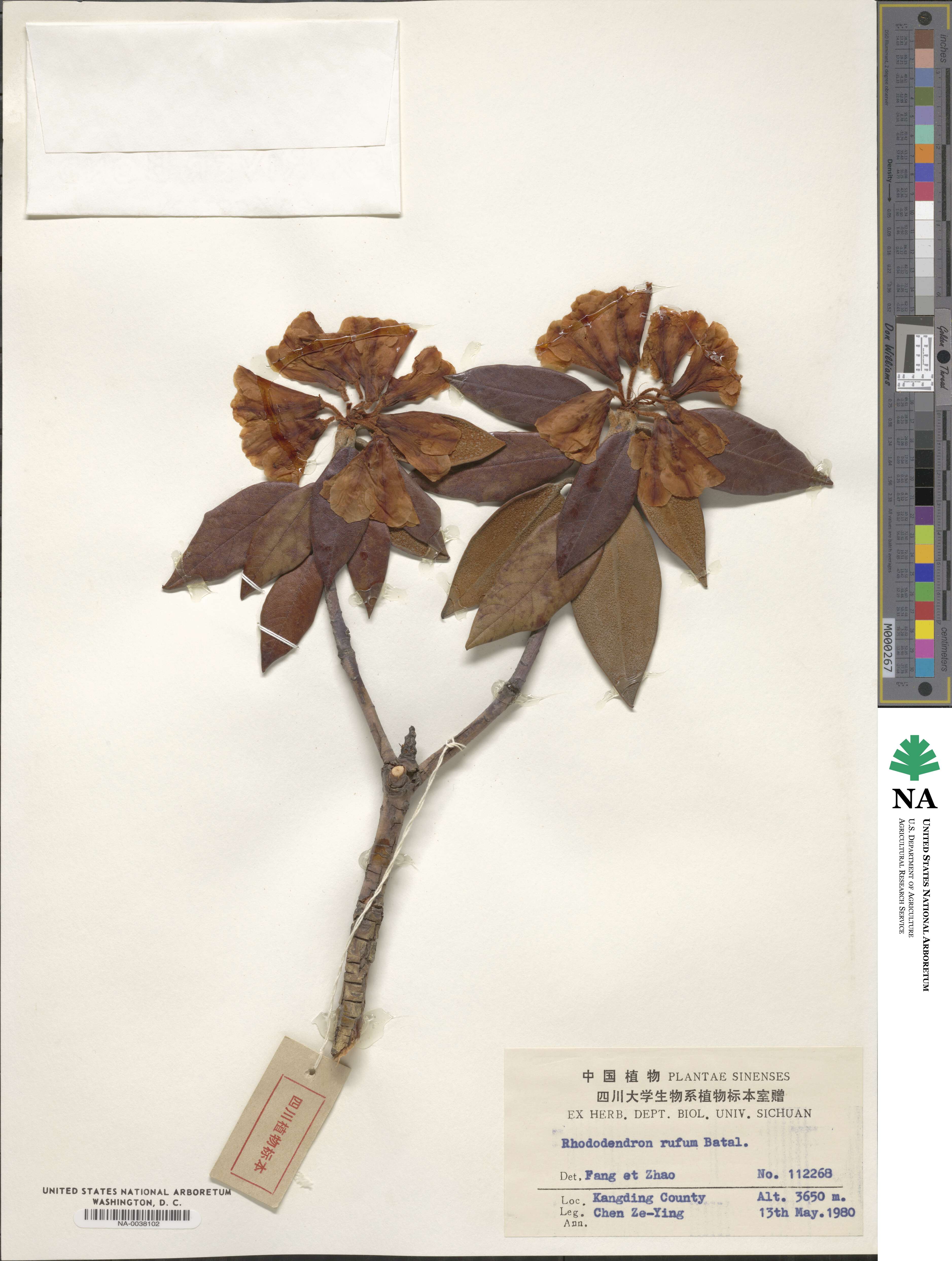 Rhododendron rufum image