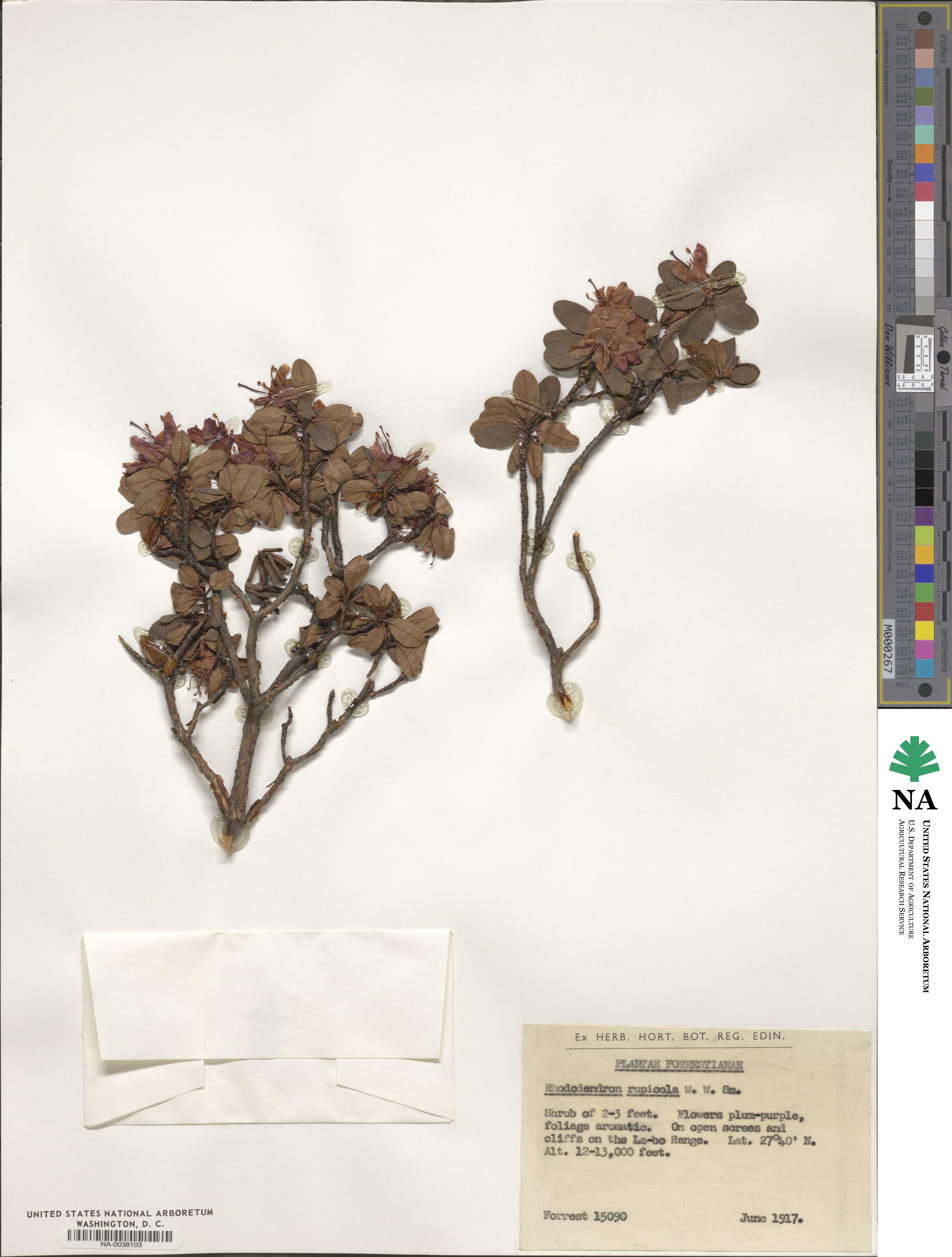 Rhododendron rupicola image