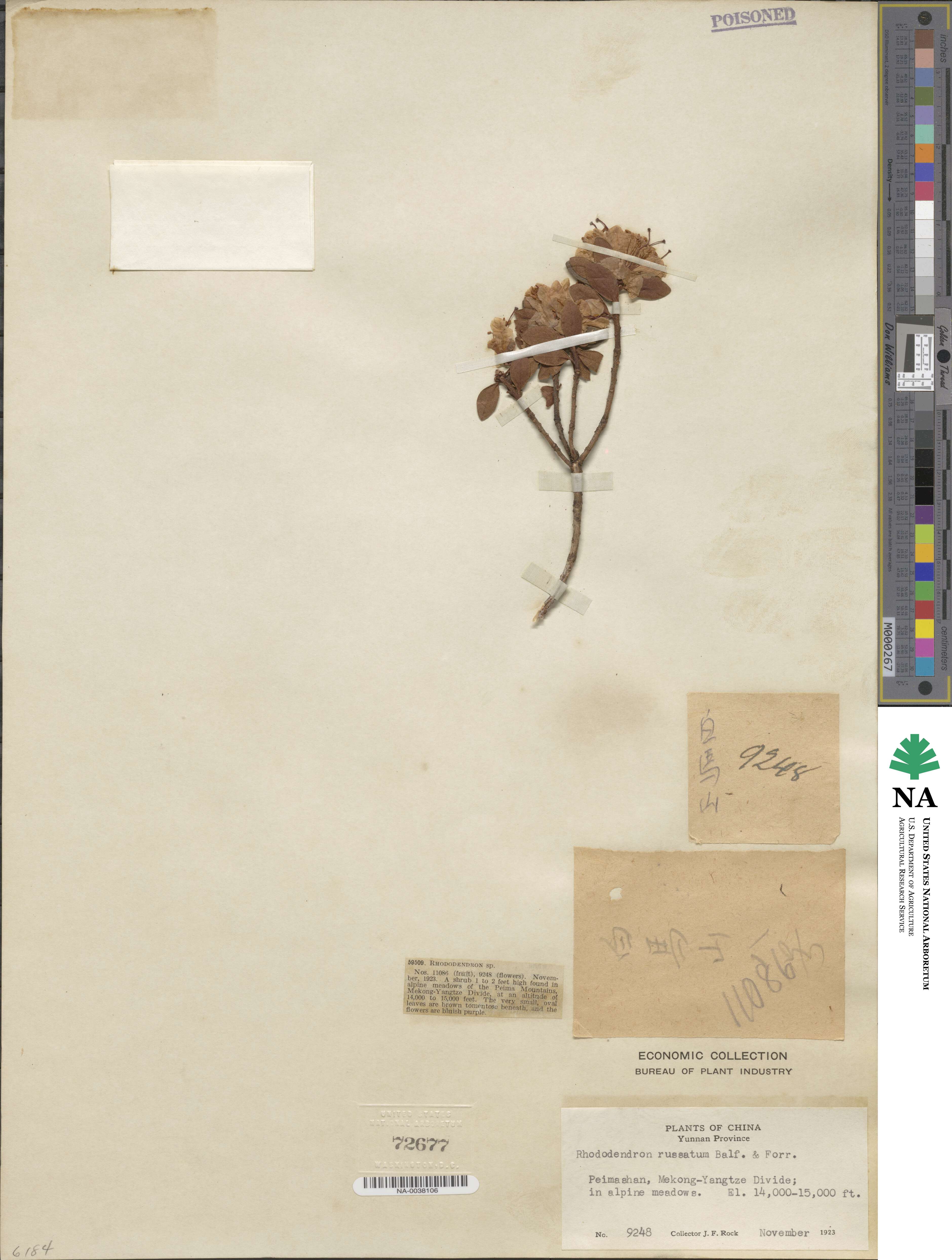 Rhododendron russatum image