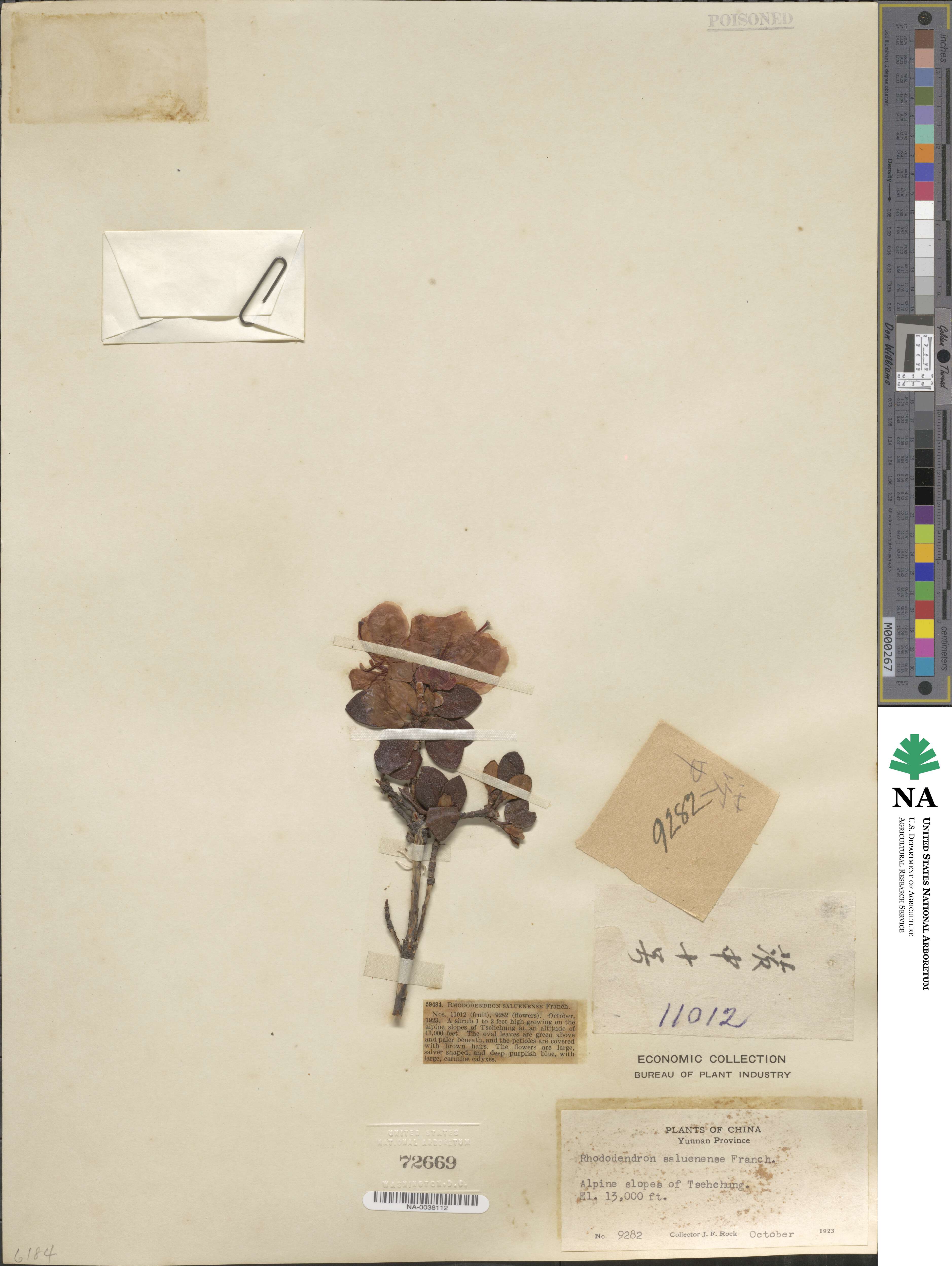 Rhododendron saluenense image