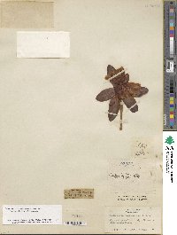 Rhododendron sanguineum image