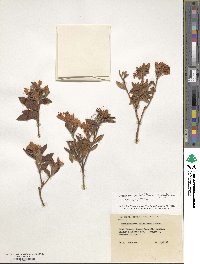 Rhododendron spiciferum image