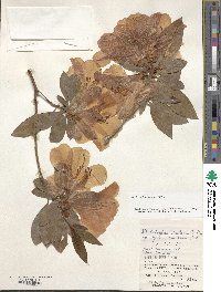 Rhododendron scabrum image