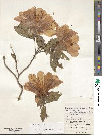 Rhododendron scabrum image