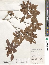 Rhododendron scabrum subsp. amanoi image