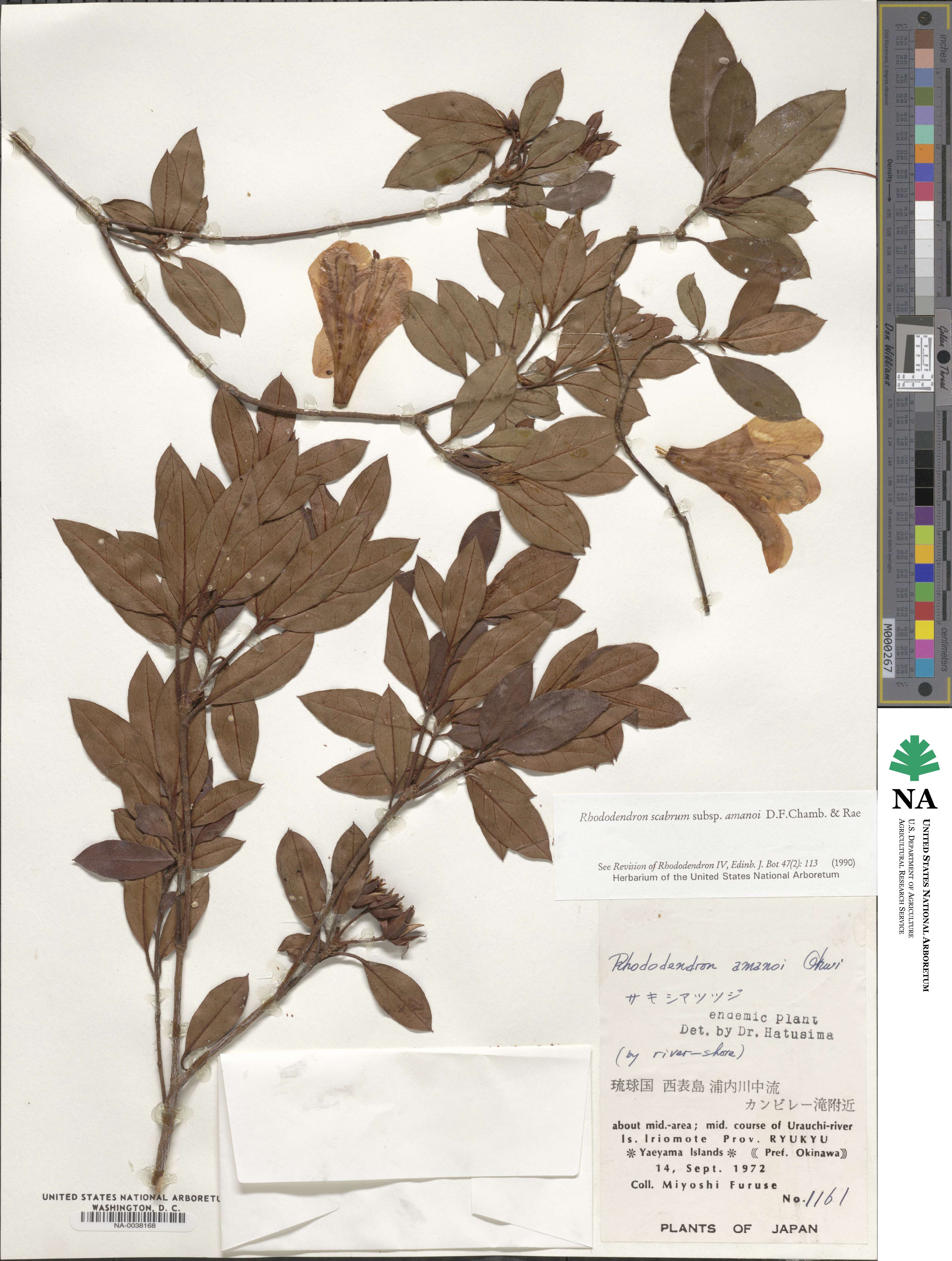 Rhododendron scabrum subsp. amanoi image