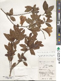 Rhododendron scabrum image