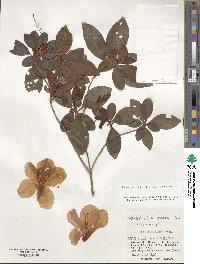 Rhododendron scabrum image