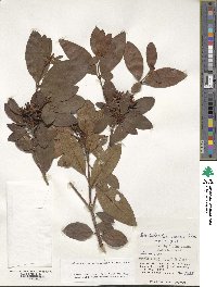 Rhododendron scabrum subsp. amanoi image