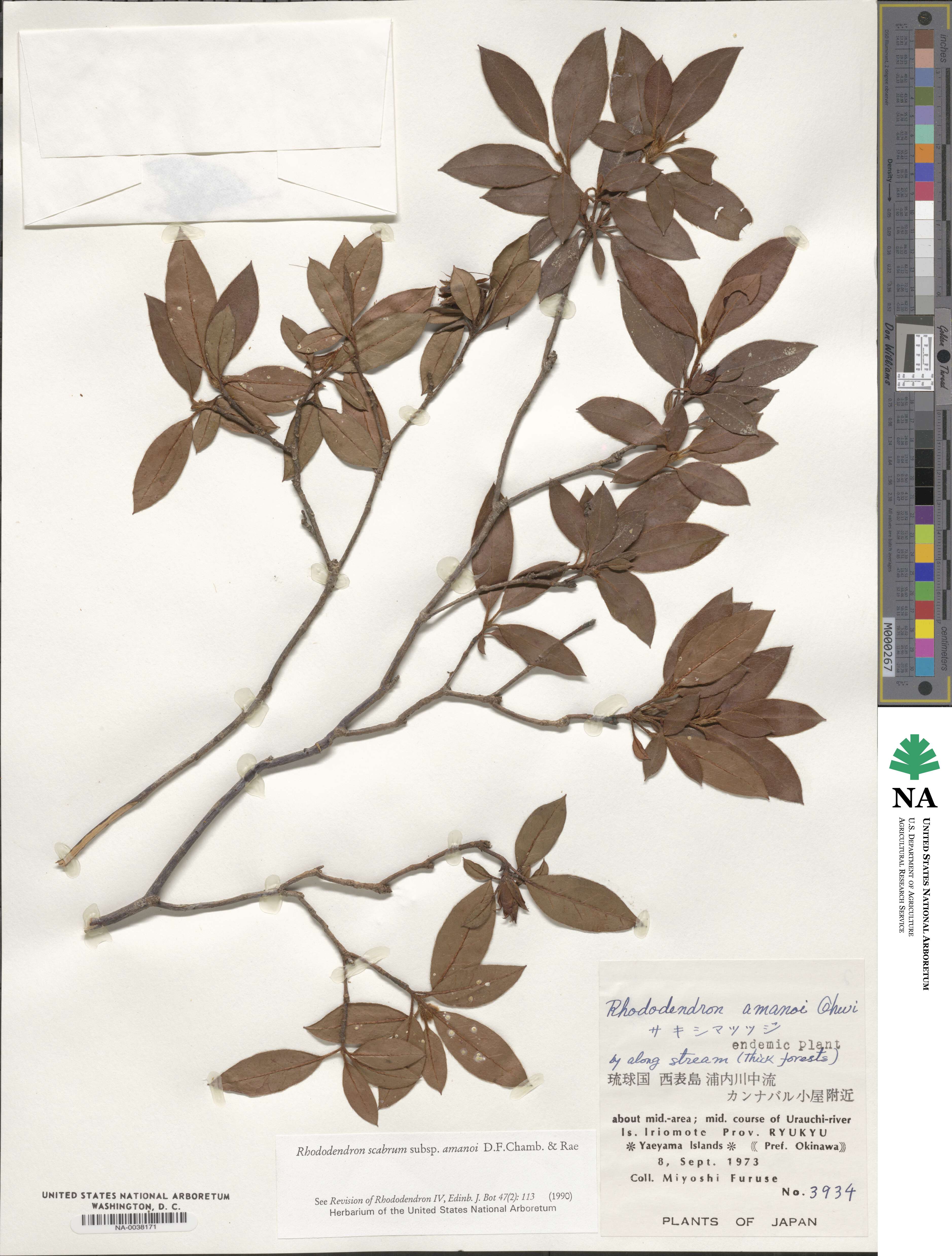 Rhododendron scabrum subsp. amanoi image