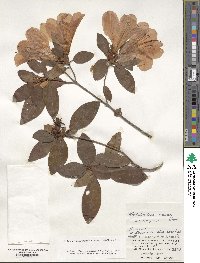 Rhododendron scabrum subsp. amanoi image