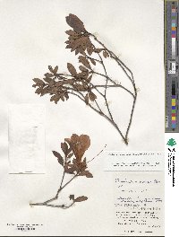 Rhododendron scabrum subsp. amanoi image