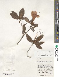 Rhododendron scabrum image