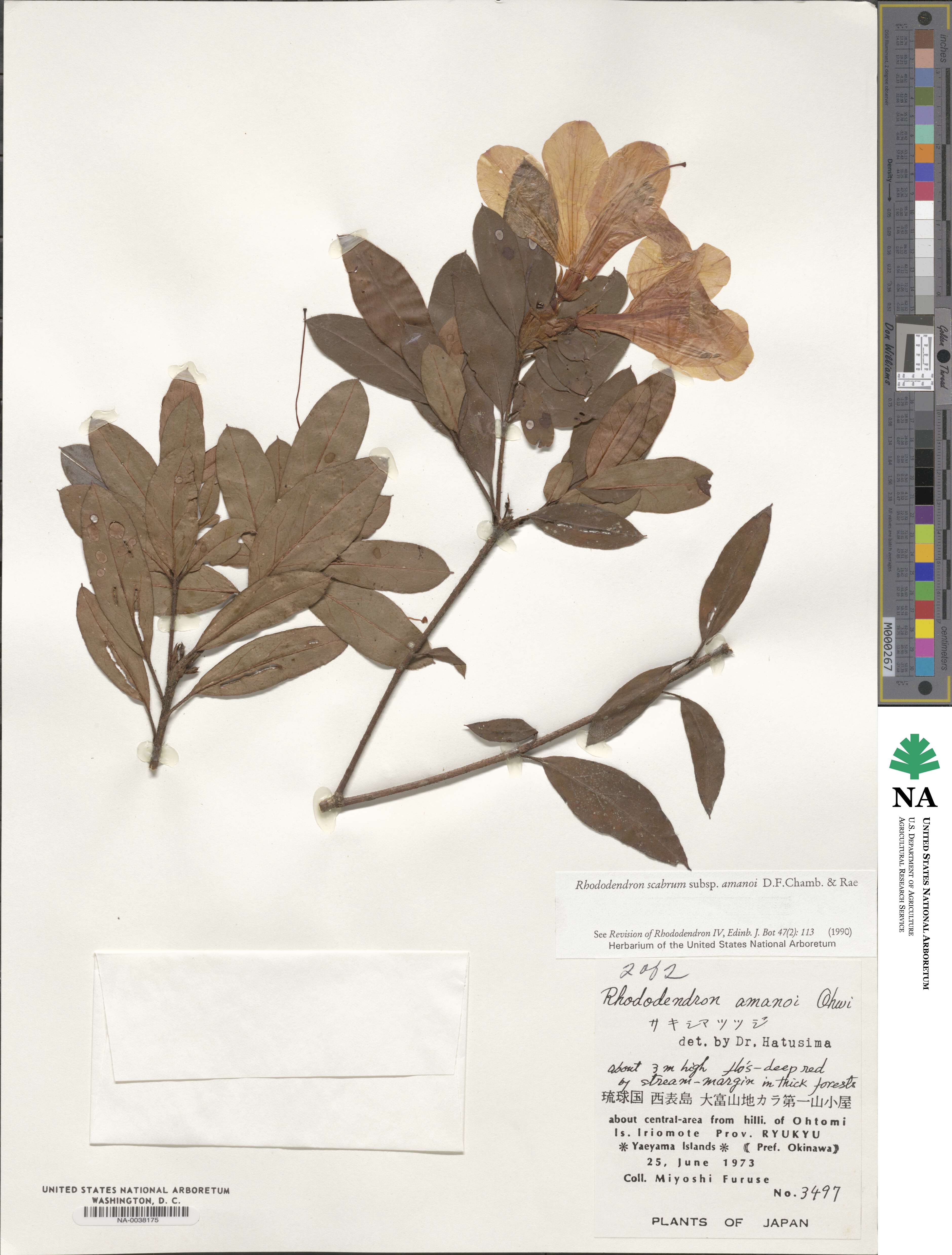 Rhododendron scabrum subsp. amanoi image