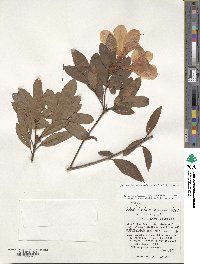 Rhododendron scabrum image