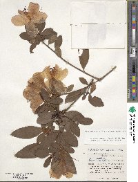 Rhododendron scabrum image