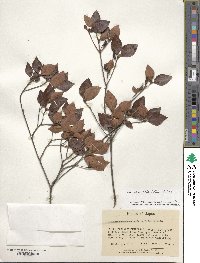 Rhododendron reticulatum image