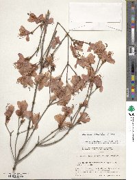 Rhododendron reticulatum image