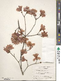 Rhododendron reticulatum image