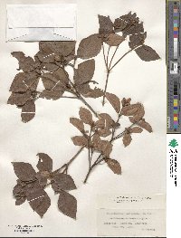 Rhododendron reticulatum image