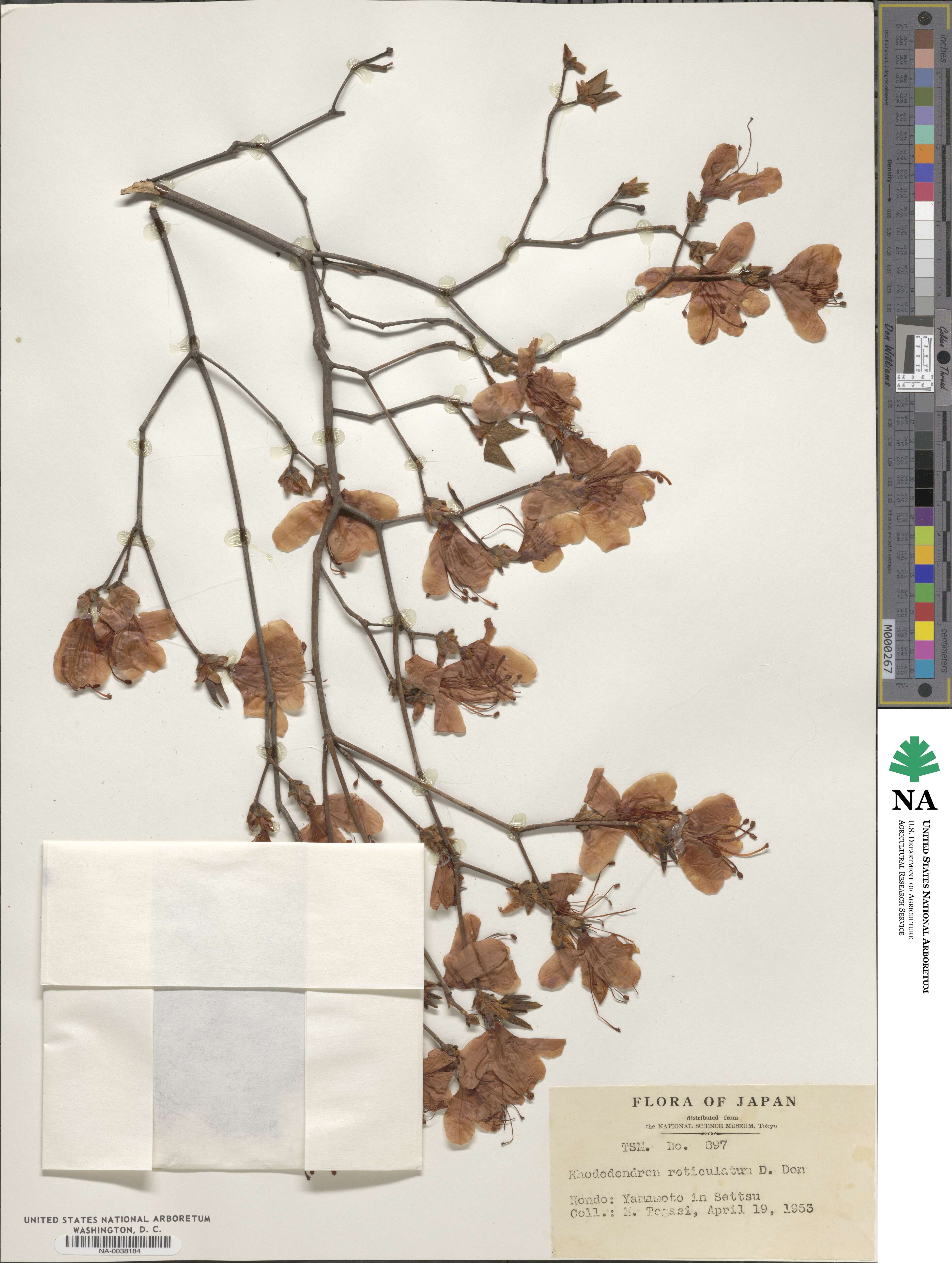 Rhododendron reticulatum image