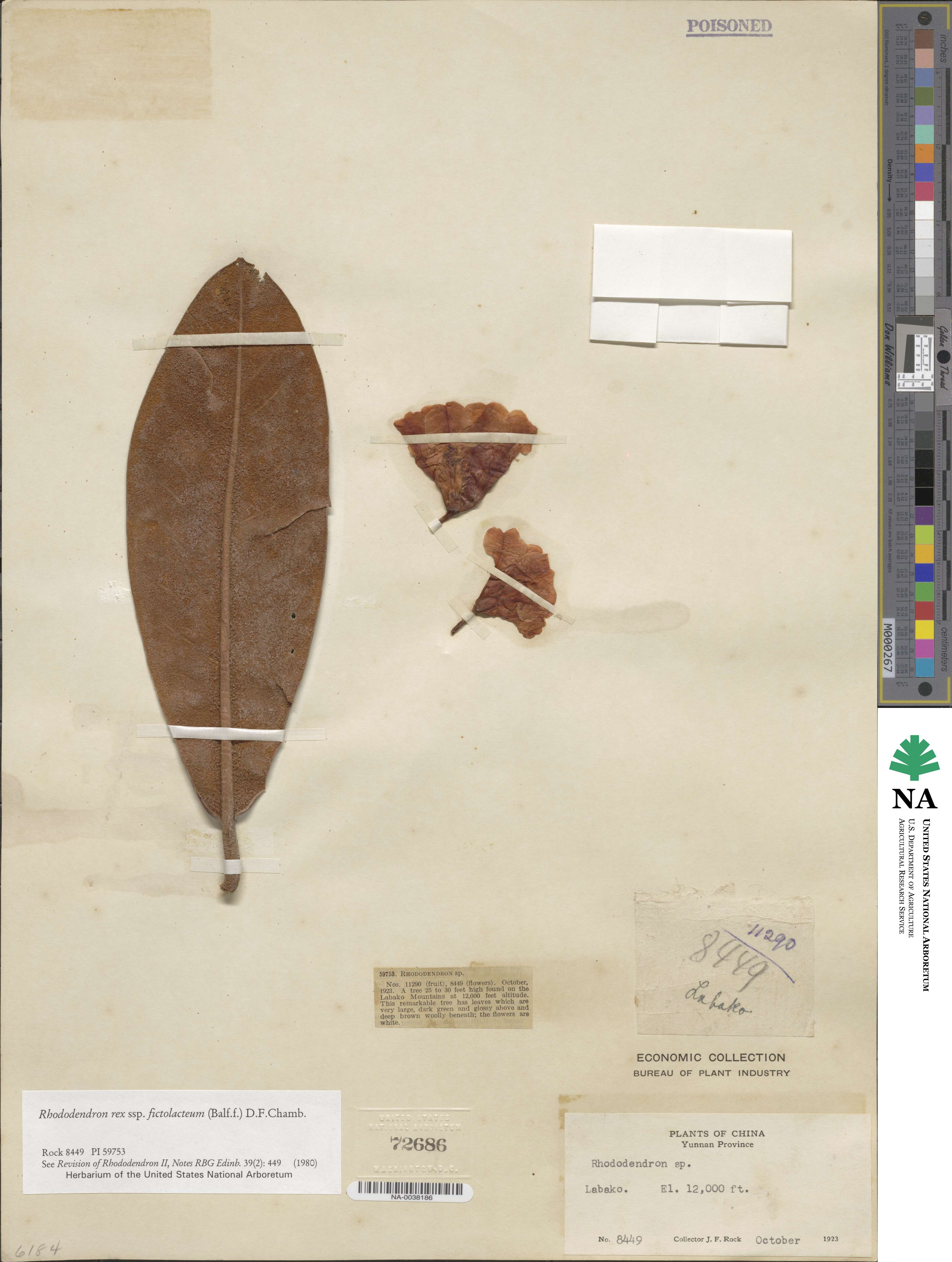 Rhododendron fictolacteum image