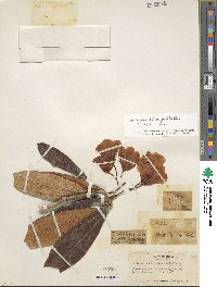 Rhododendron fictolacteum image