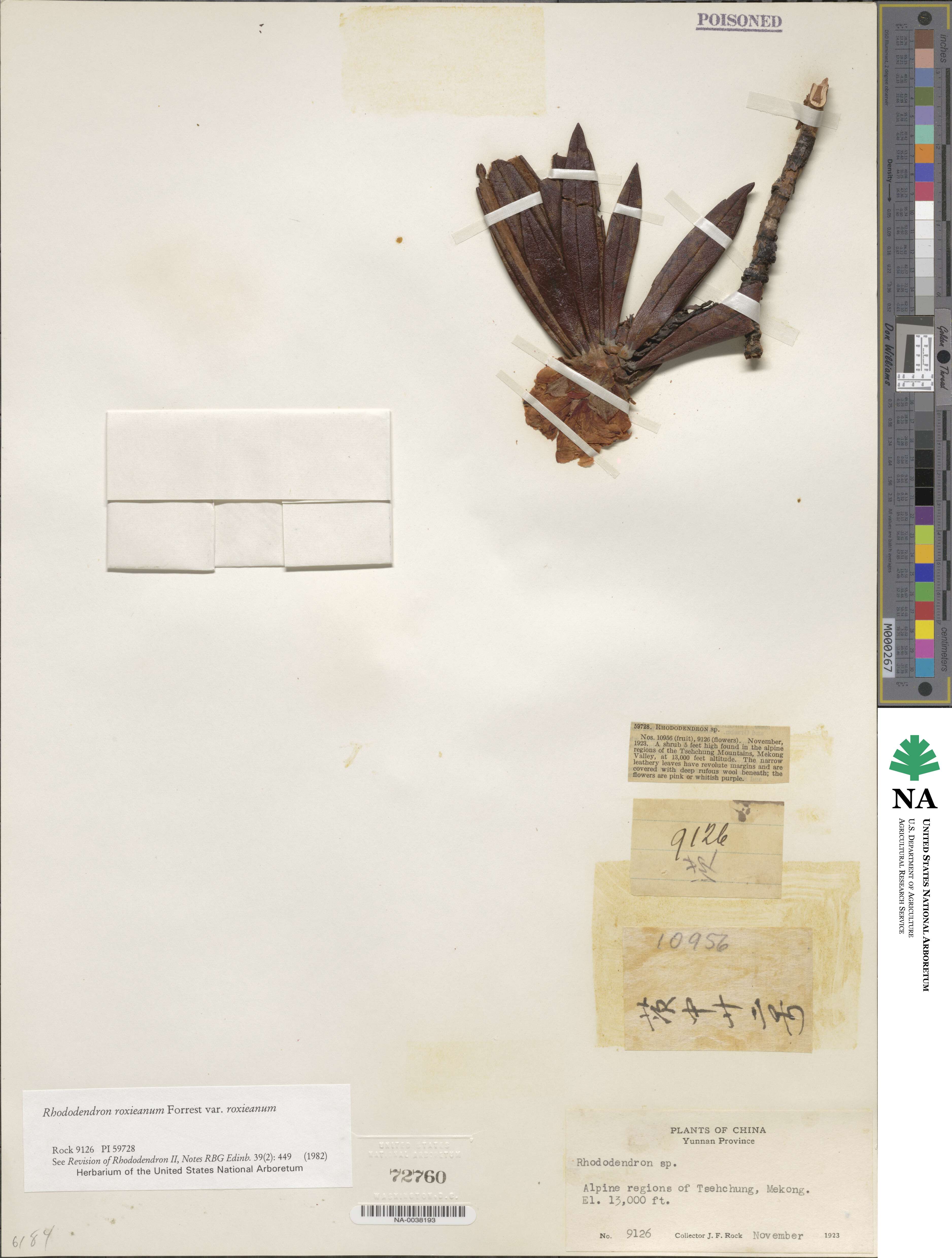Rhododendron roxieanum var. roxieanum image