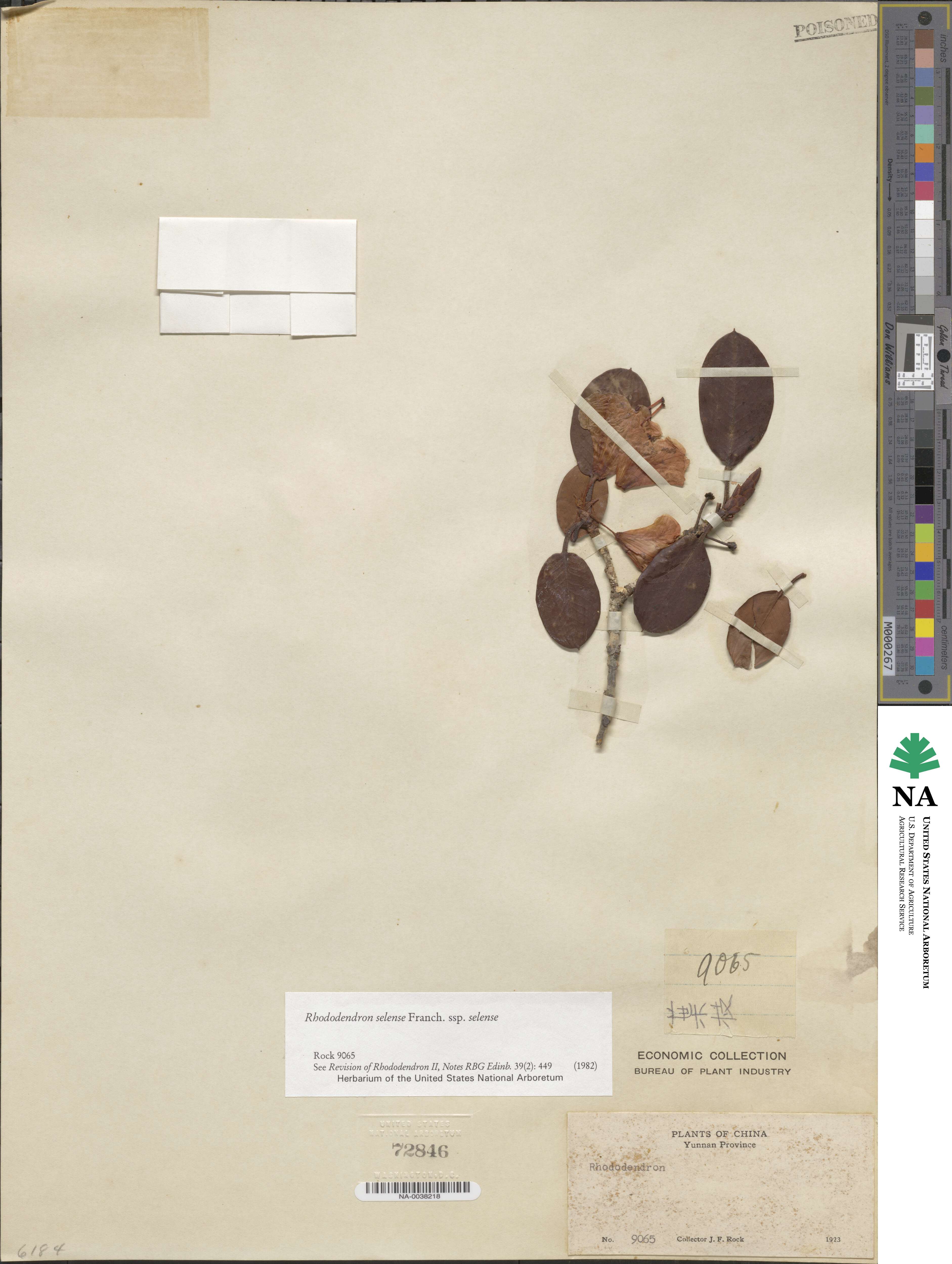 Rhododendron selense subsp. selense image