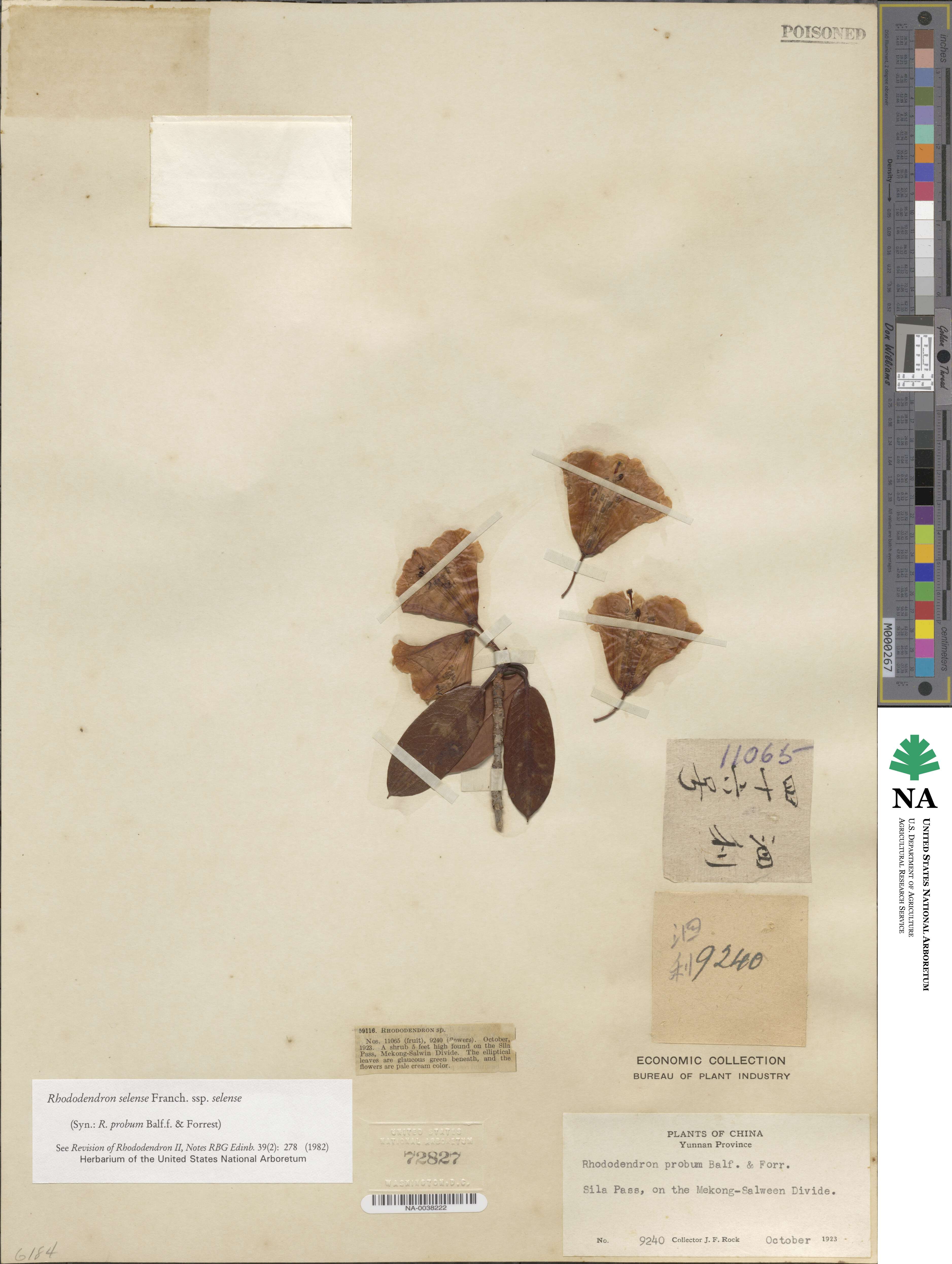 Rhododendron selense subsp. selense image